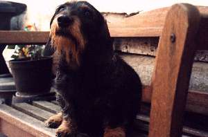 Dorle