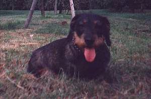 Dorle