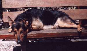 Rex
