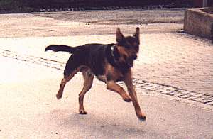Rex